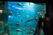 Největší akvárium má rozměr 13x13 metrů, obsahuje 1 800 000 litrů vody a proto je plexisklo tlusté až 15 cm! Vodu do akvária čerpají přímo z moře.