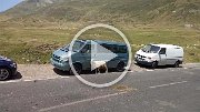 Jedna ovce se evidentně snažila odčinit zdržení aut jejich leštěním :-)