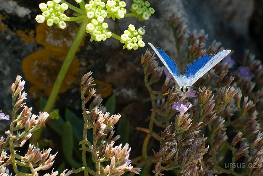 IMGP8785-2.jpg - Asi vřetenuška