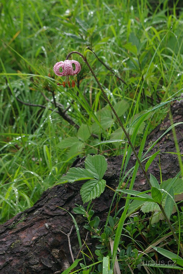 IMGP5622.JPG - A tady nádherná lile zlatohlávek (Lilium martagon).