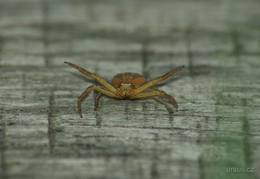 IMGP8415.jpg - Fešný pavouk z čeledi běžníkovitých.
