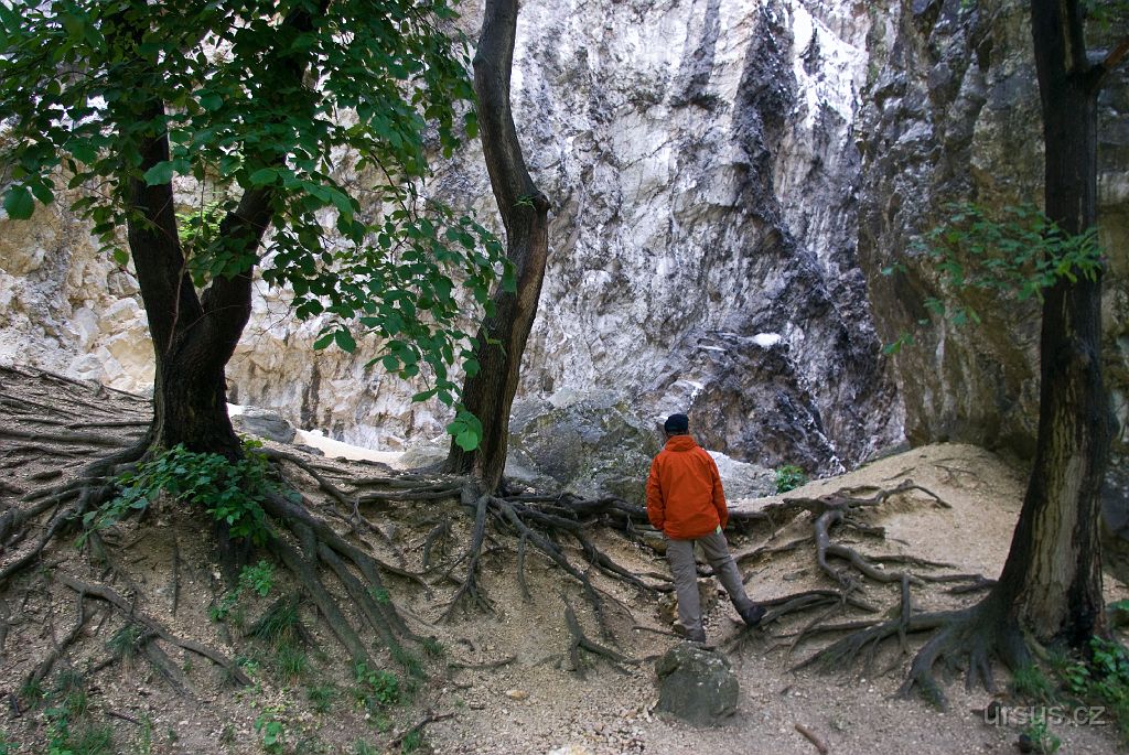 IMGP8519.jpg - Malba kořenů a skály.