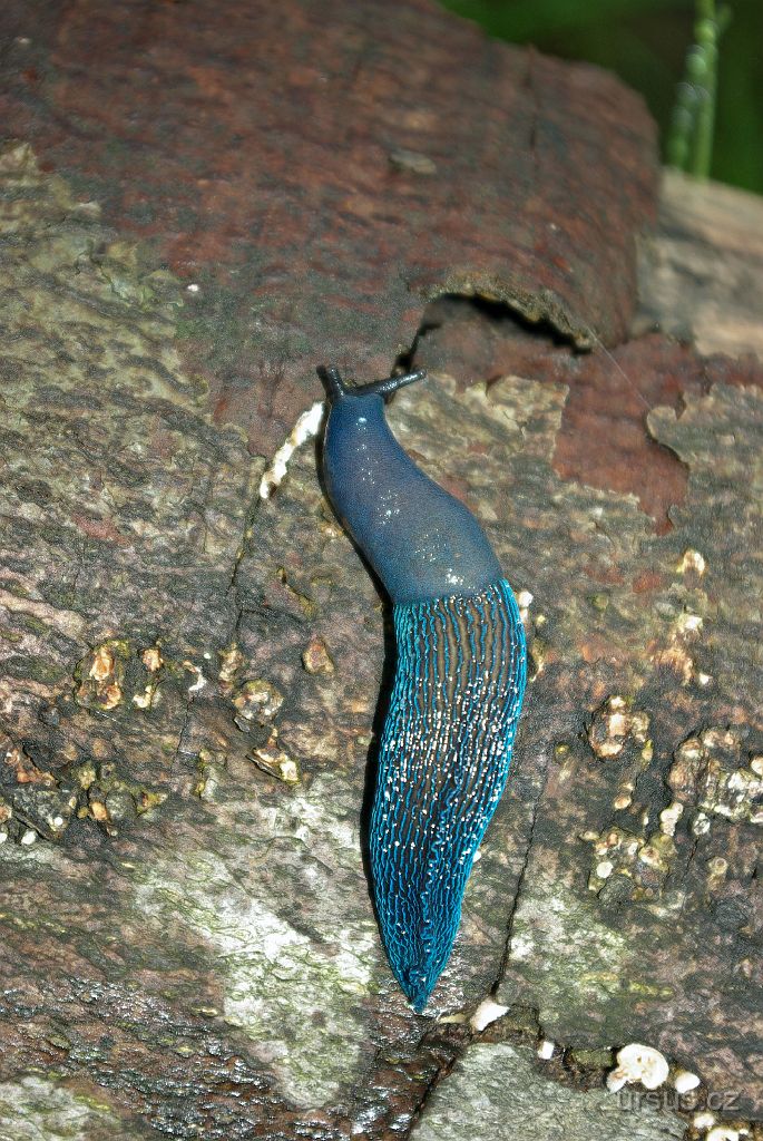 IMGP8754b.jpg - V pralese nacházíme hned několik nádherných endemitických plžů- modranka karpatská (Bielzia coerulans).