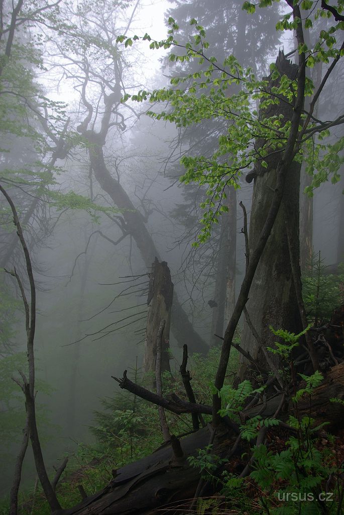 IMGP8761.jpg - Lysohorská Divočina.