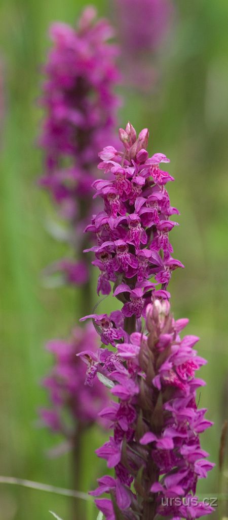 IMGP8916.jpg - Další prstnatce májové, tentokrát z vápencového lomu ve Štramberku.