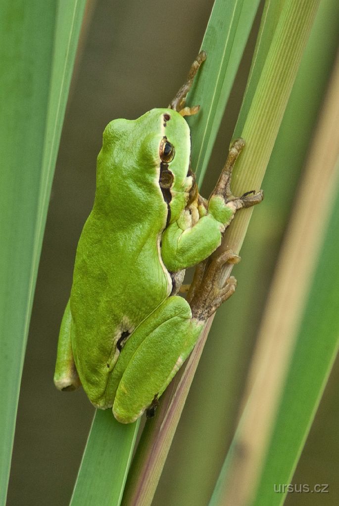 IMGP8960.jpg - A nakonec nádherně zbarvené rosnička zelená (Hyla arborea).