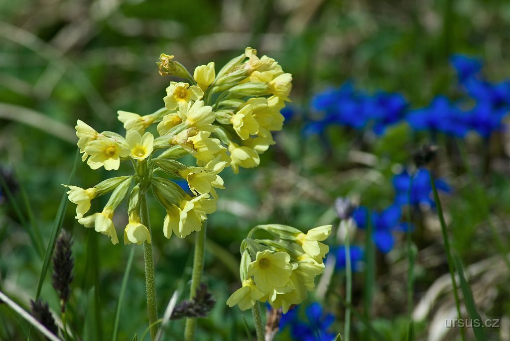 IMGP9155.jpg - Krásná jarní fatranská květena- prvosenky a hořečky.