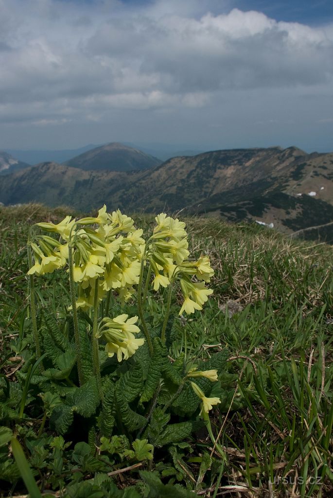 IMGP9172.jpg - A nakonec ještě pár pohledů na nádhernou květenu fatranských lúk.