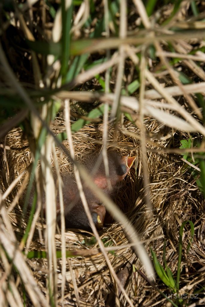 IMGP9319.jpg - V jednom z osmi nalezených hnízd byly už i čerstvě vylíhlé ptáčata.