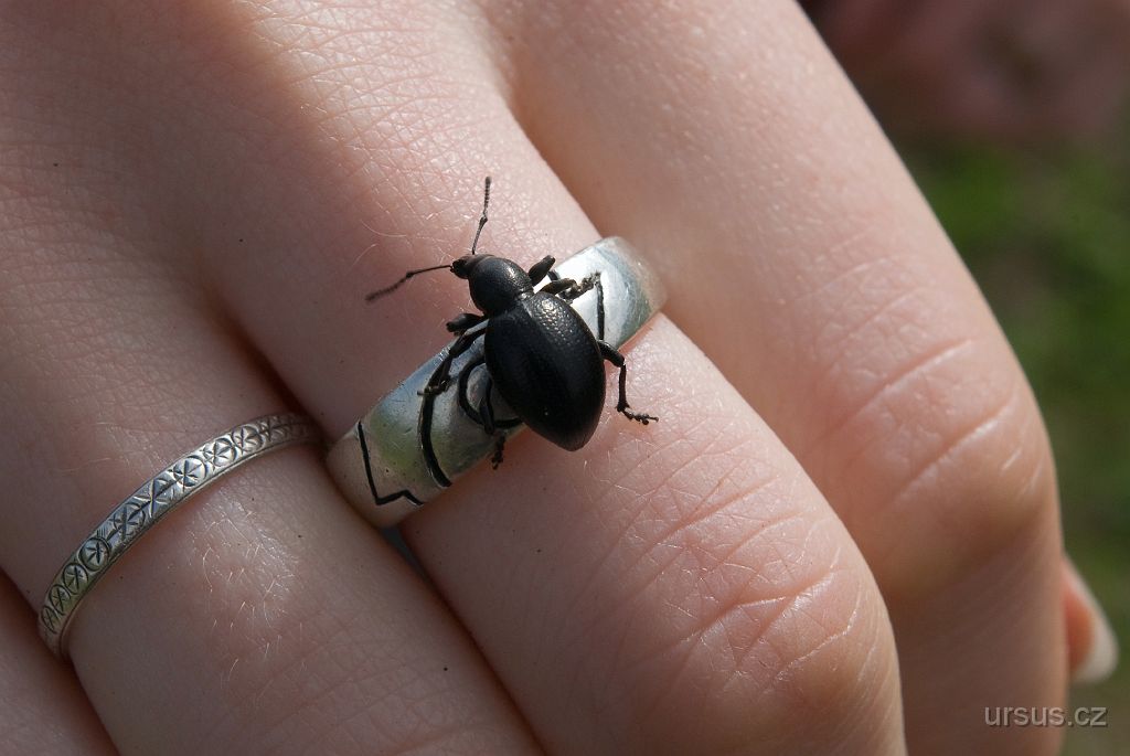 IMGP9327.jpg - Lalokonosec černý (Otiorhynchus niger).