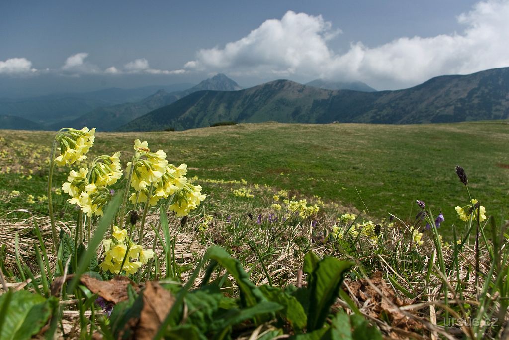 IMGP9334.jpg - Na rozkvetlých loukách Malé Fatry jsem v rámci své bakalářské práce hledal hnízda lindušky luční a horské.