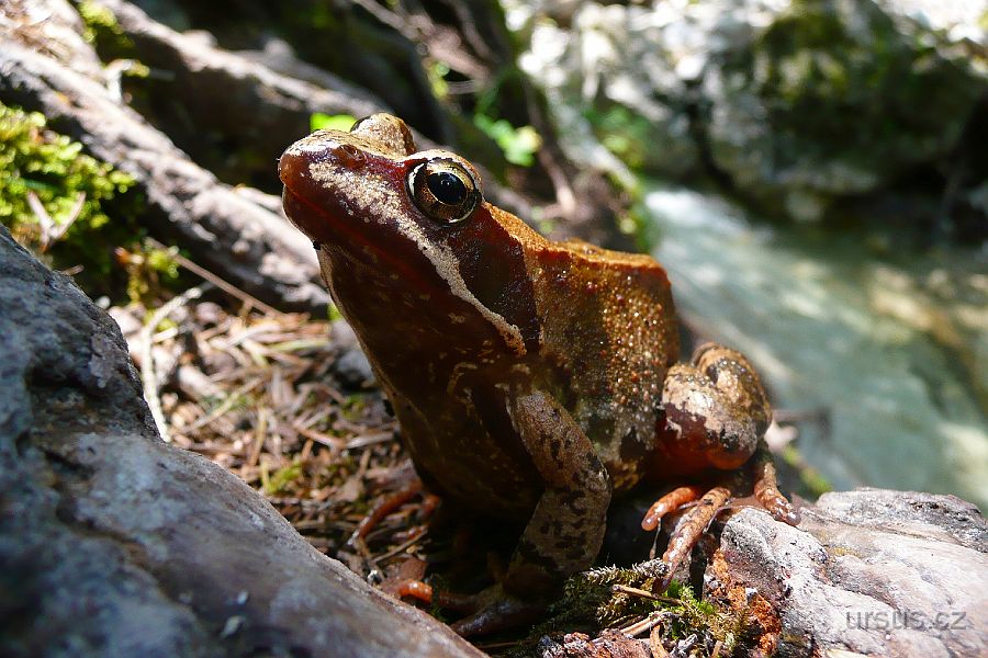 P1020209.JPG - Potkáváme krásného žabího prince. Skokan hnědý (Rana temporaria) v celé své kráse.