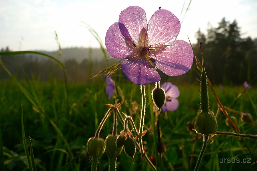 P1020333.JPG - Kakostů lučních nám za stanem kvetly stovky.