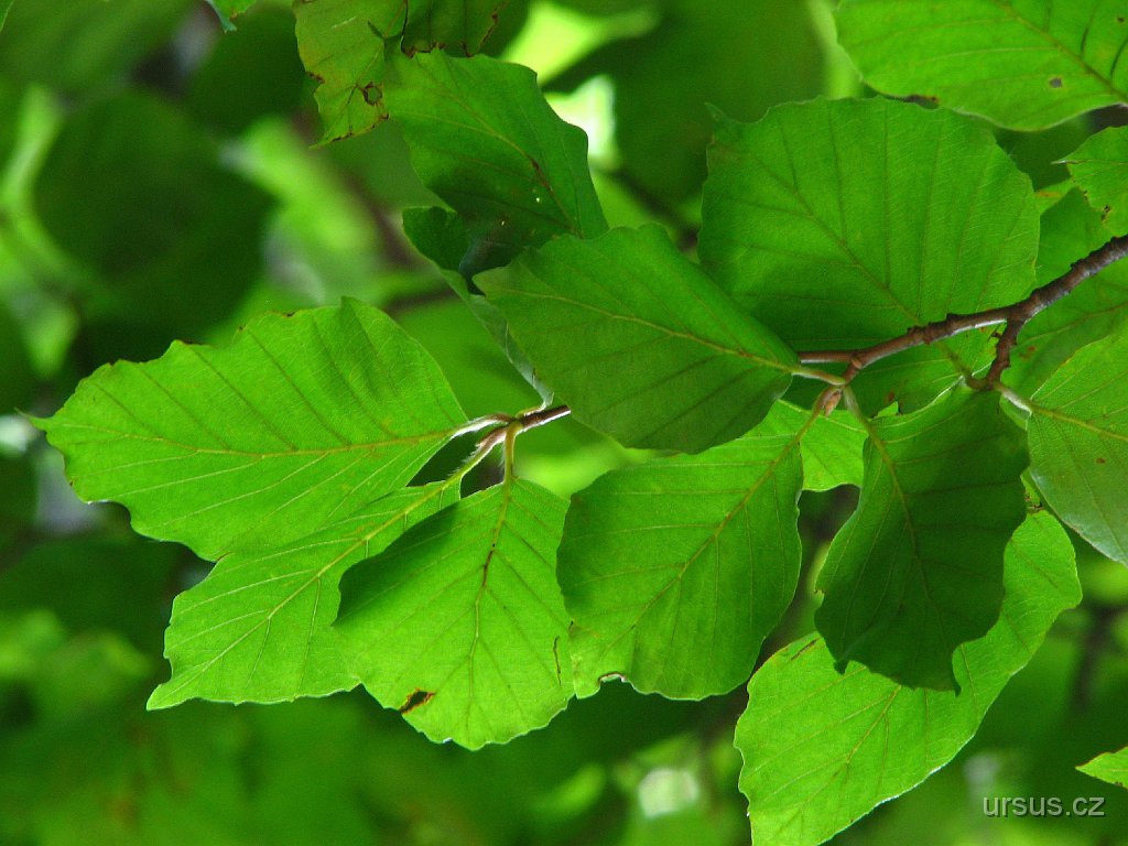 10.JPG - ...toto jsou samozřejmě listy buku lesního (Fagus sylvatica). To ale určitě už víte, že?