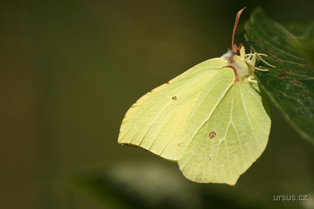15.JPG - Michal se dnes vydal sám na pěší výpravu, přece jen bylo opravdu pořádné vedro. Zatímco jsme lezli, Michal fotil krásnou přírodu, která je tak typická pro celé Strážovské vrchy.