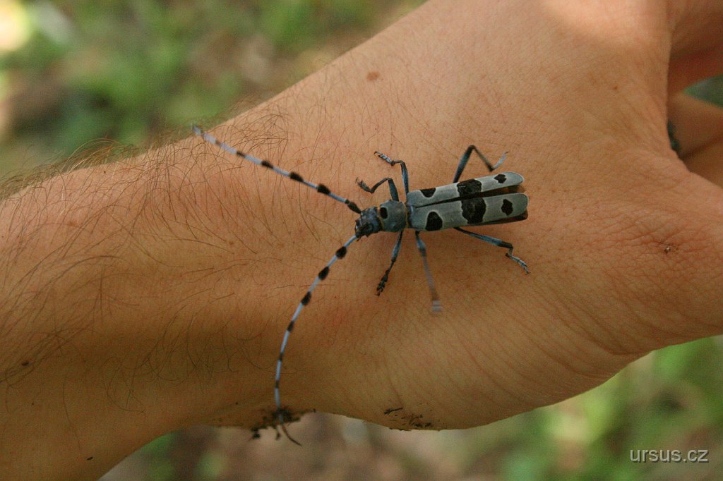 17.jpg - ...zatímco jsme se potili na skále, Michal potkal cestou vzácného tesaříka alpského. No s tímto broukem se snad taky někdy potkám, neboť je opravdu nádherný.