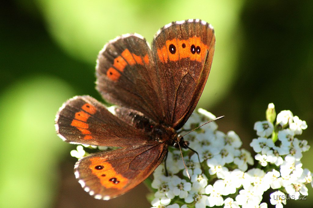 4.jpg - Při nekonečné cestě po asfaltu nás doprovází celá řada pestrobarevných motýlů...