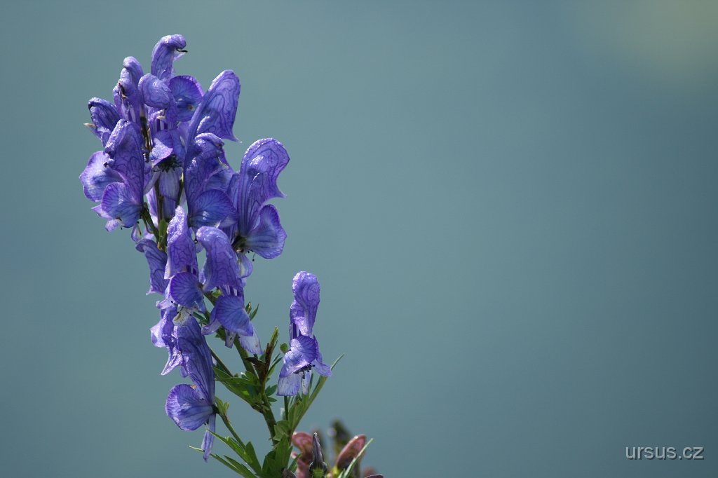 43.JPG - ...a tady zase krásný oměj.