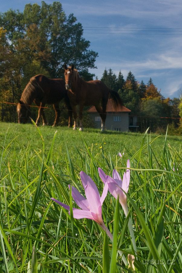 IMGP9744.jpg - Na Prostřední Bečvě obdivuji krásné ocúny jesenní (Colchicum autumnale).