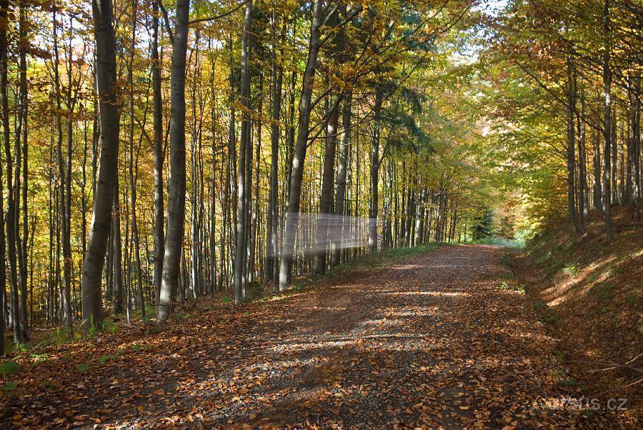 IMGP9766.jpg - Tryskem projíždíme bučiny pod vrcholem Vysoké. Důkazem naší rychlosti je bílá rozmazaná čára ve středu snímku- Lukáš :-)