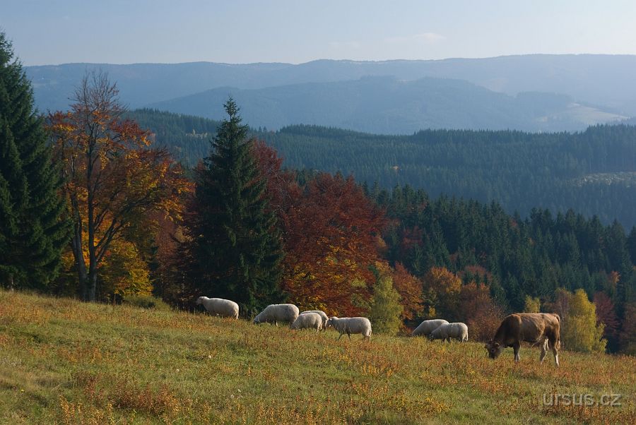 IMGP9785.jpg - Na loukách Benešek se pasou stáda ovcí a krav.