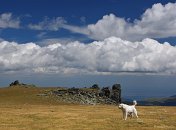 Ke každému stádu neodmyslitelně patří psi - velcí na zahánění medvědů, střední na opruzování lidí a malí na nahánění stáda.