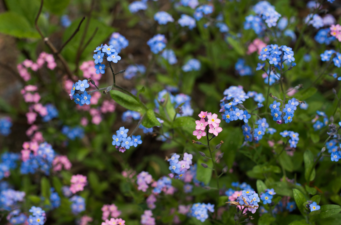 Pomněnka lesní (Myosotis sylvatica) kvete nejprve růžově a až poté modře.